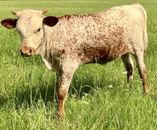 RAE MOORE SPECKLED HEIFER