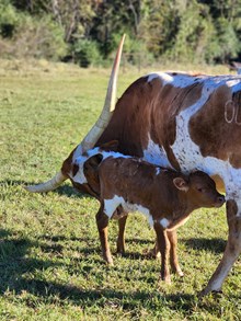 WR Guardian x Tempting Lucy