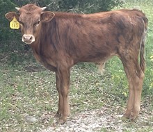 SBC 083 BULL