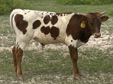 SBC 079 BULL