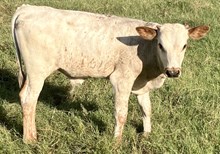 COURTNEY 2024 STEER
