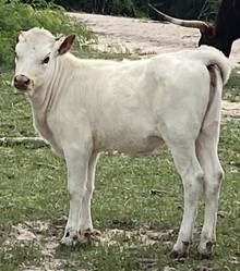 SBC 085 HEIFER