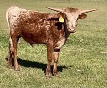 SBC 058 STEER