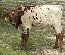 SBC 078 BULL