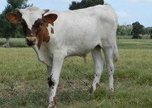 Chex Mate x Silver Nicole bull calf 