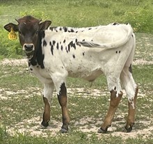 SBC 084 BULL