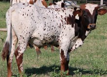 Guts and Glory x Silver Nicole bull calf