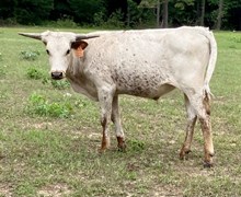COURTNEY 2024 STEER
