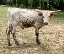 RAE MOORE SPECKLED STEER