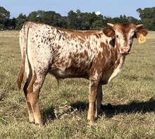 RAE MOORE 2025 STEER