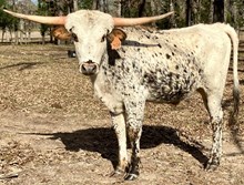 RAE MOORE 2024 STEER