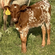SBC 021 HEIFER