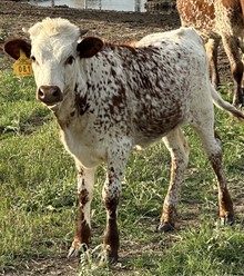 SBC 081 HEIFER