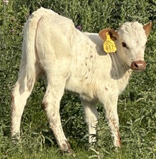SBC 087 HEIFER