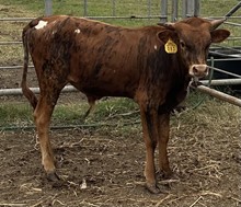 SBC 083 BULL