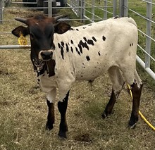 SBC 084 Steer