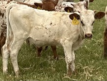 SBC 087 HEIFER