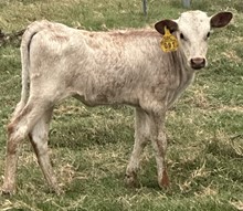 SBC 091 HEIFER