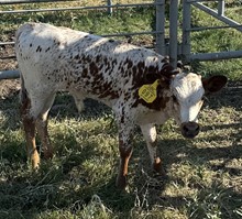 SBC 097 BULL