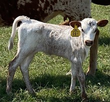 SBC 091 HEIFER