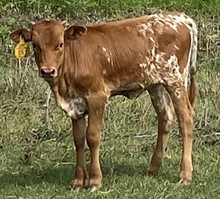 SBC 061 HEIFER
