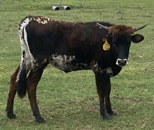 SBC 071 HEIFER