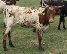 SBC 069 HEIFER