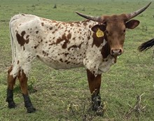 SBC 056 HEIFER