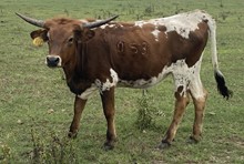 SBC 053 HEIFER