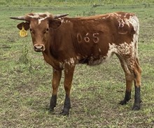 SBC 065 HEIFER