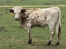 SBC 059 HEIFER