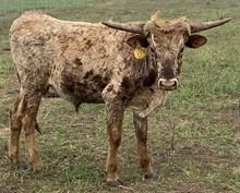 SBC 057 BULL