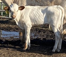 SBC 063 HEIFER