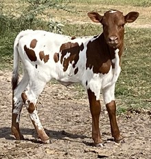 SBC 100 HEIFER