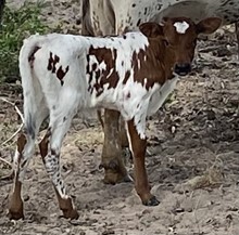 SBC 102 HEIFER