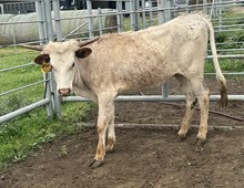 SBC 091 HEIFER