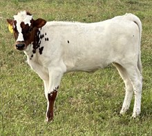 SBC 106 HEIFER