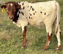 SBC 104 HEIFER