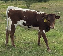 SBC 103 HEIFER