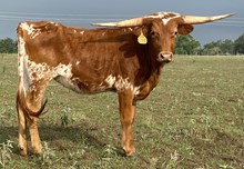 SBC 065 HEIFER