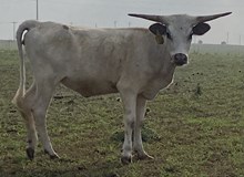 SBC 085 HEIFER