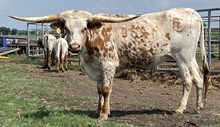 SBC 059 HEIFER