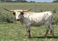 SBC 073 HEIFER