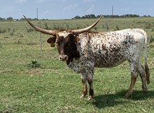 SBC 049 HEIFER