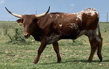 SBC 072 HEIFER