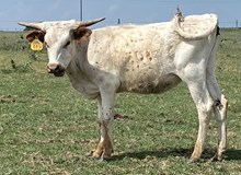 SBC 087 HEIFER