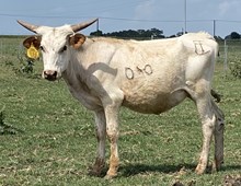 SBC 090 HEIFER