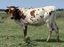 SBC 102 HEIFER