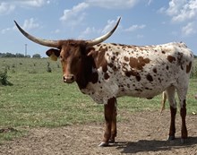 SBC 056 HEIFER