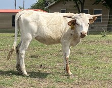SBC 063 HEIFER